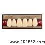 上齿 上海奇异 复色合成树脂牙  盛建  6*1 前牙  23  A2 树脂牙 假牙 活动假牙 合成树脂牙 合成牙 人工牙 复色 复色树脂牙 盛建
