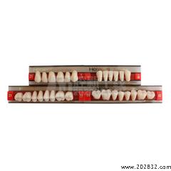 贺利氏/Heraeus 贺利氏 三层色合成树脂牙(拜耳牙) 全口 28*1 21/448 U38 32OU*