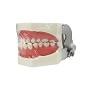 软牙龈28颗牙齿标准模型 A8011