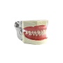 牙体预备模型	A8011+根管牙粒M8006（开髓牙满口10粒）
