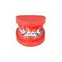 正畸矫正牙齿模型 M3005