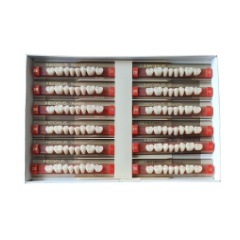 古莎/KULZER/贺利氏 拜尔牙 三层色合成树脂牙 下磨牙、8*1、 28下、色号：20#