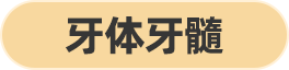 牙体牙髓