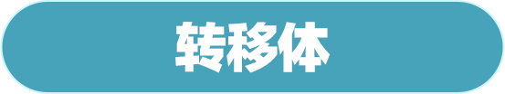 转移体
